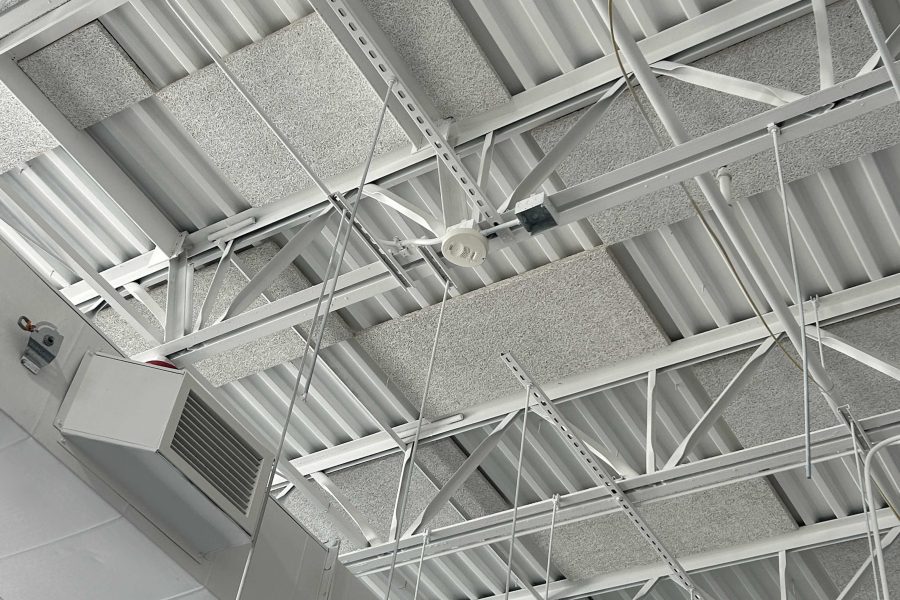 Shake Shack - Amherst